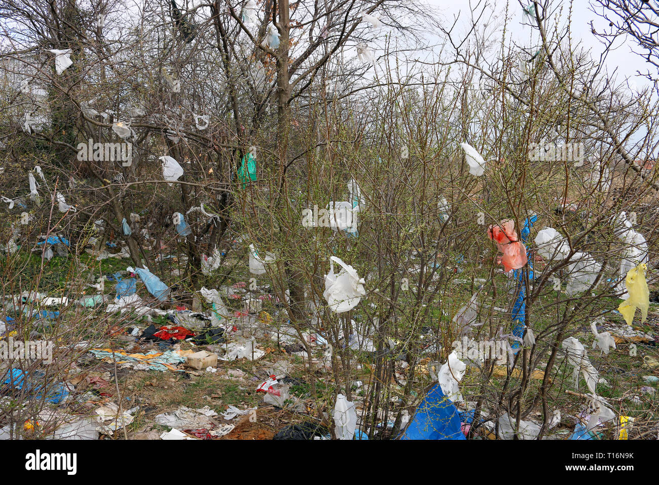 plastic bags on the branches of trees environmental pollution Stock