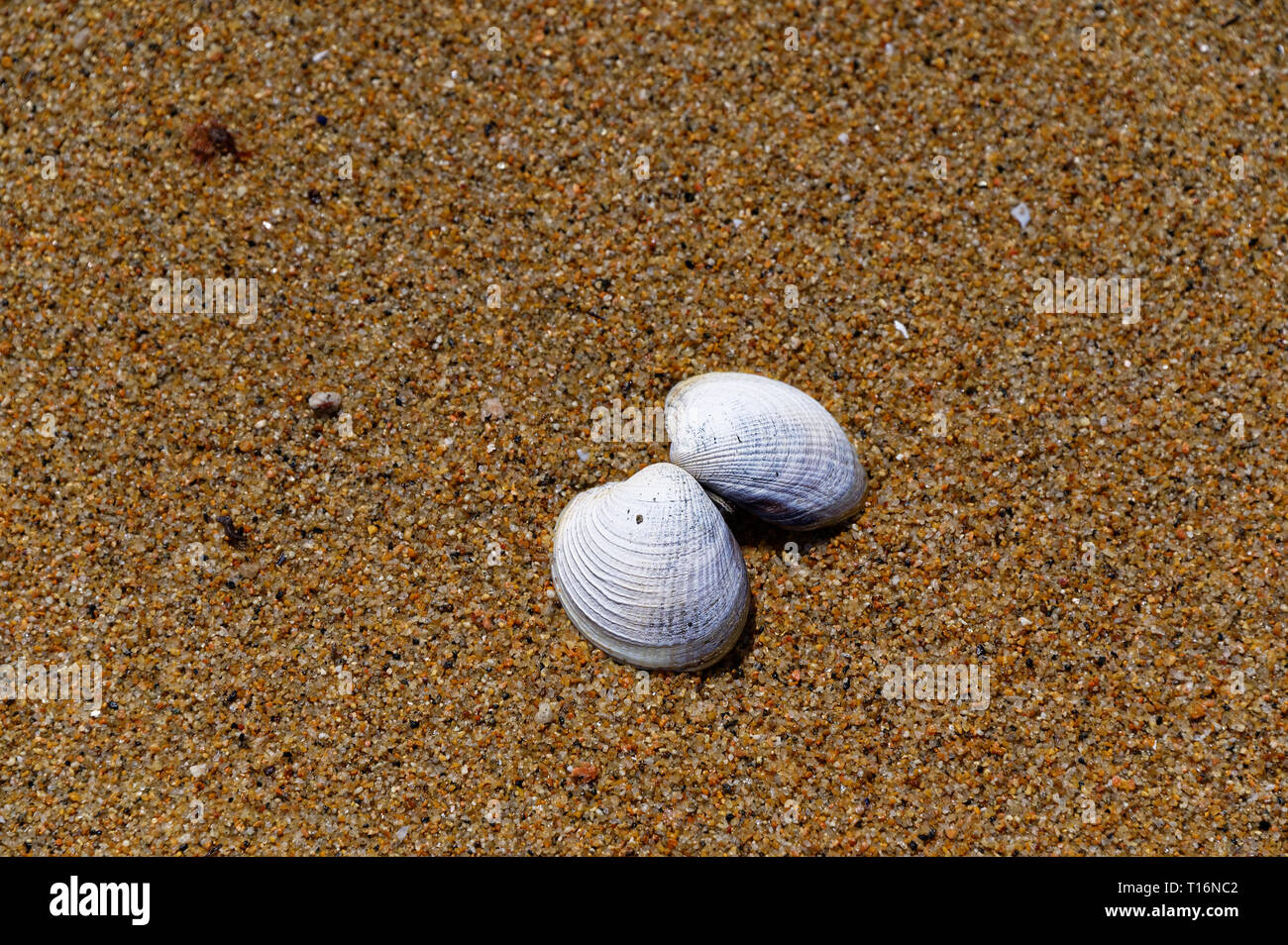 Cream upside down bivalve shell on sandy beach. Stock Photo