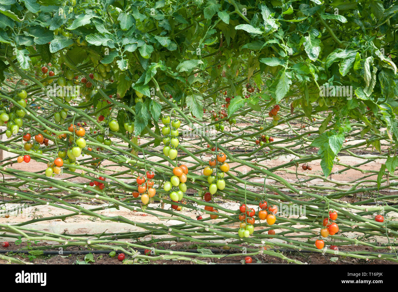 Cherry tomato in green house Stock Photo