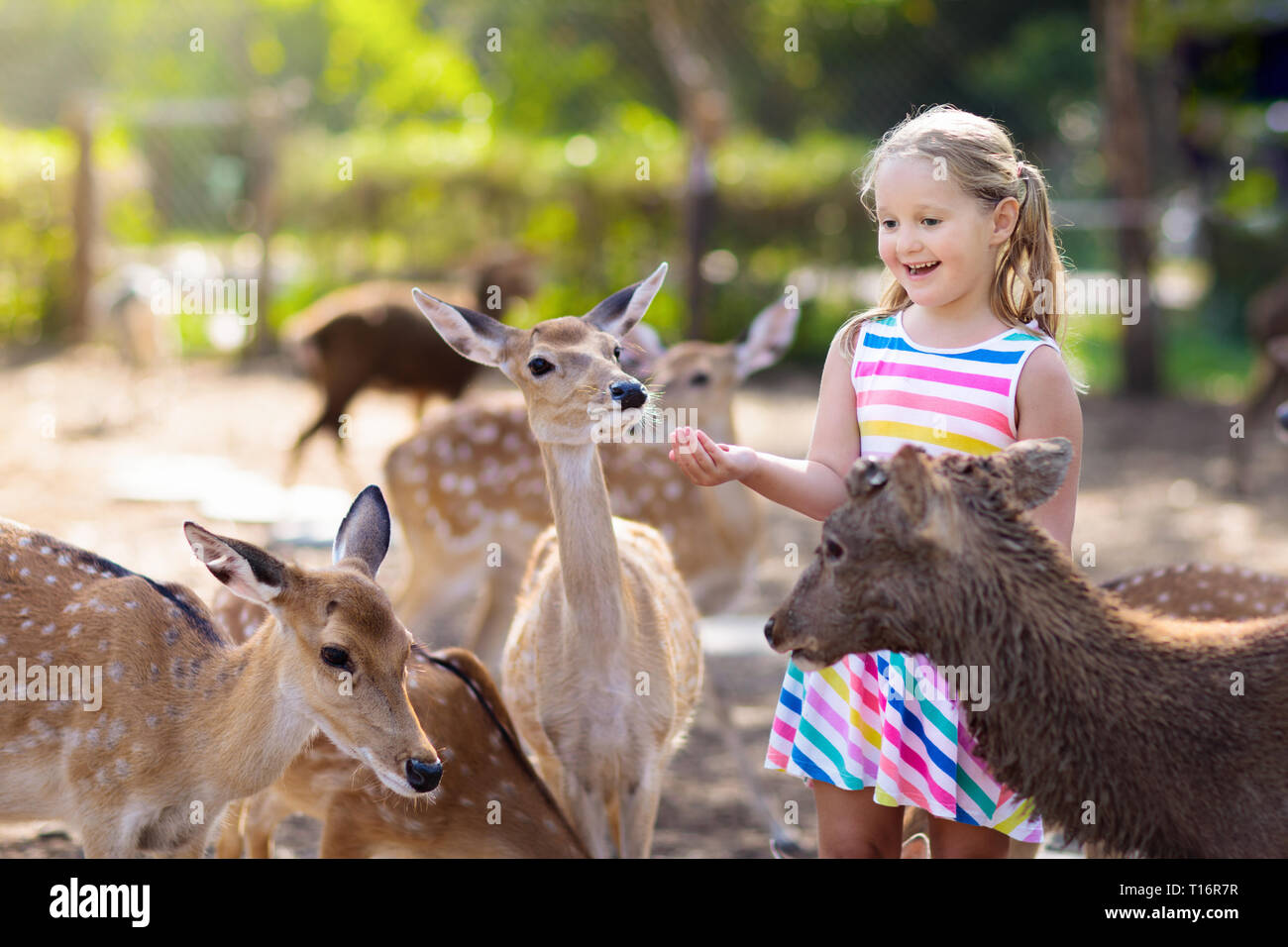 Child feeding wild deer at petting zoo. Kids feed animals at outdoor safari park. Little girl watching reindeer on a farm. Kid and pet animal. Family Stock Photo - Alamy Child feeding wild deer at petting zoo. Kids feed animals at outdoor safari park. Little girl watching reindeer on a farm. Kid and pet animal. Family Stock Photo - Alamy