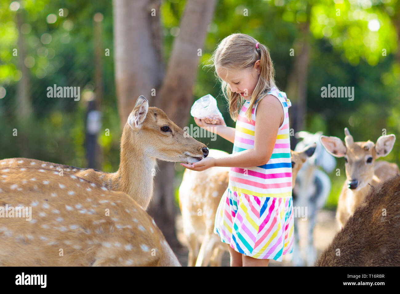 Child feeding wild deer at petting zoo. Kids feed animals at outdoor ...