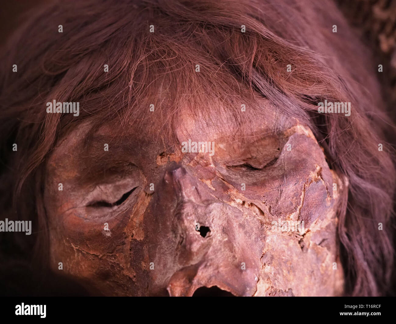Close up of a mummified head on display. Stock Photo