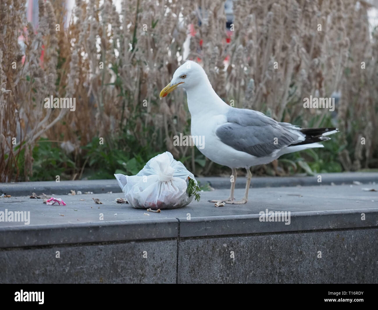 A seagull tears a garbage bag open. Stock Photo