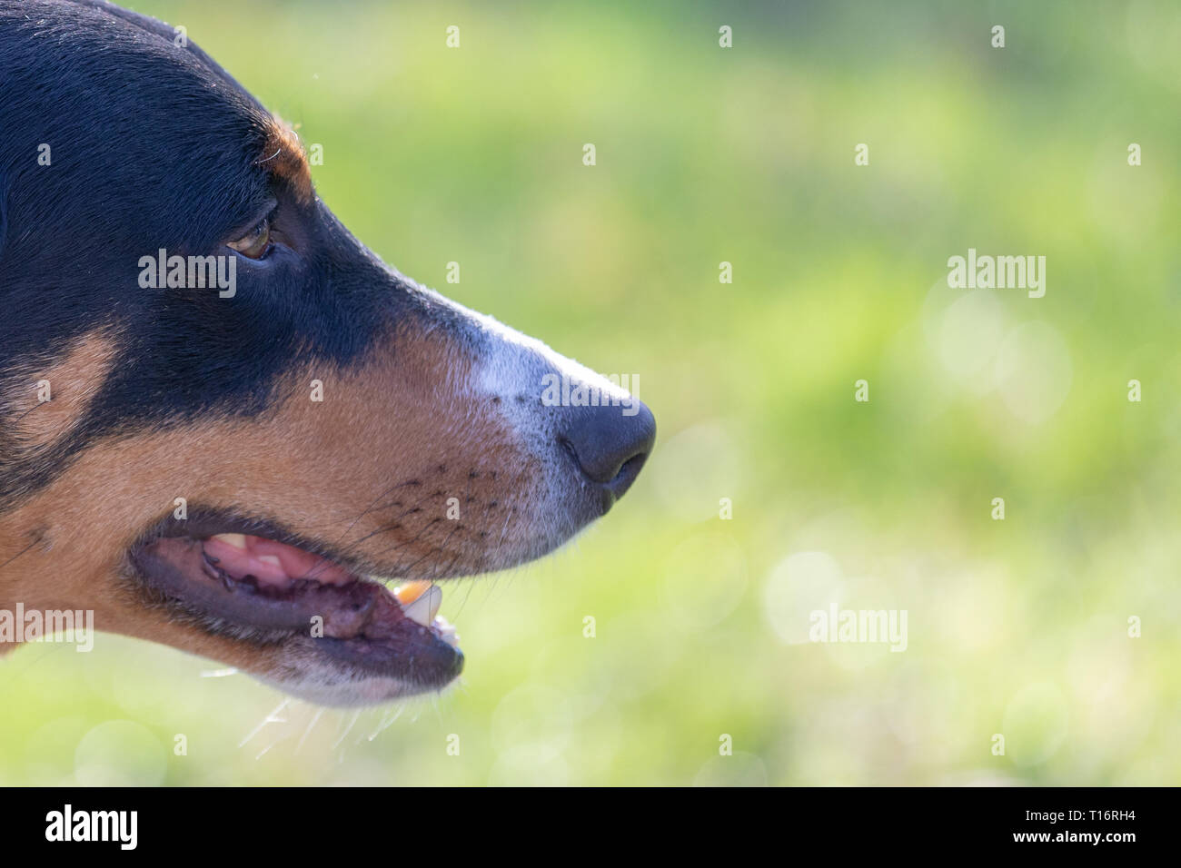 dog face, detail, close-up, Appenzeller Mountain Dog Stock Photo