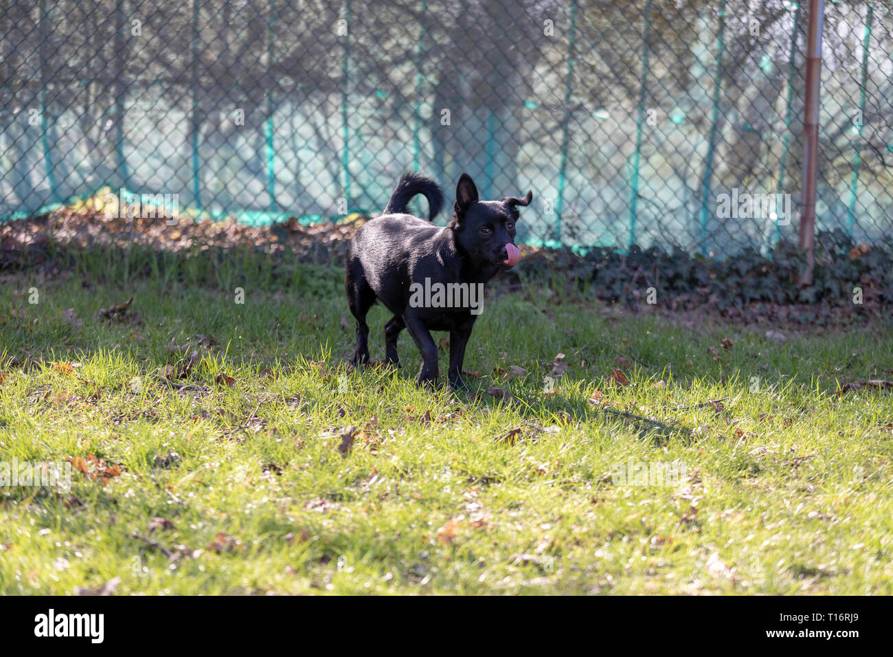 A little black dog outdoors in green grass. The dog is a mixed of a Labrador retriever. Stock Photo