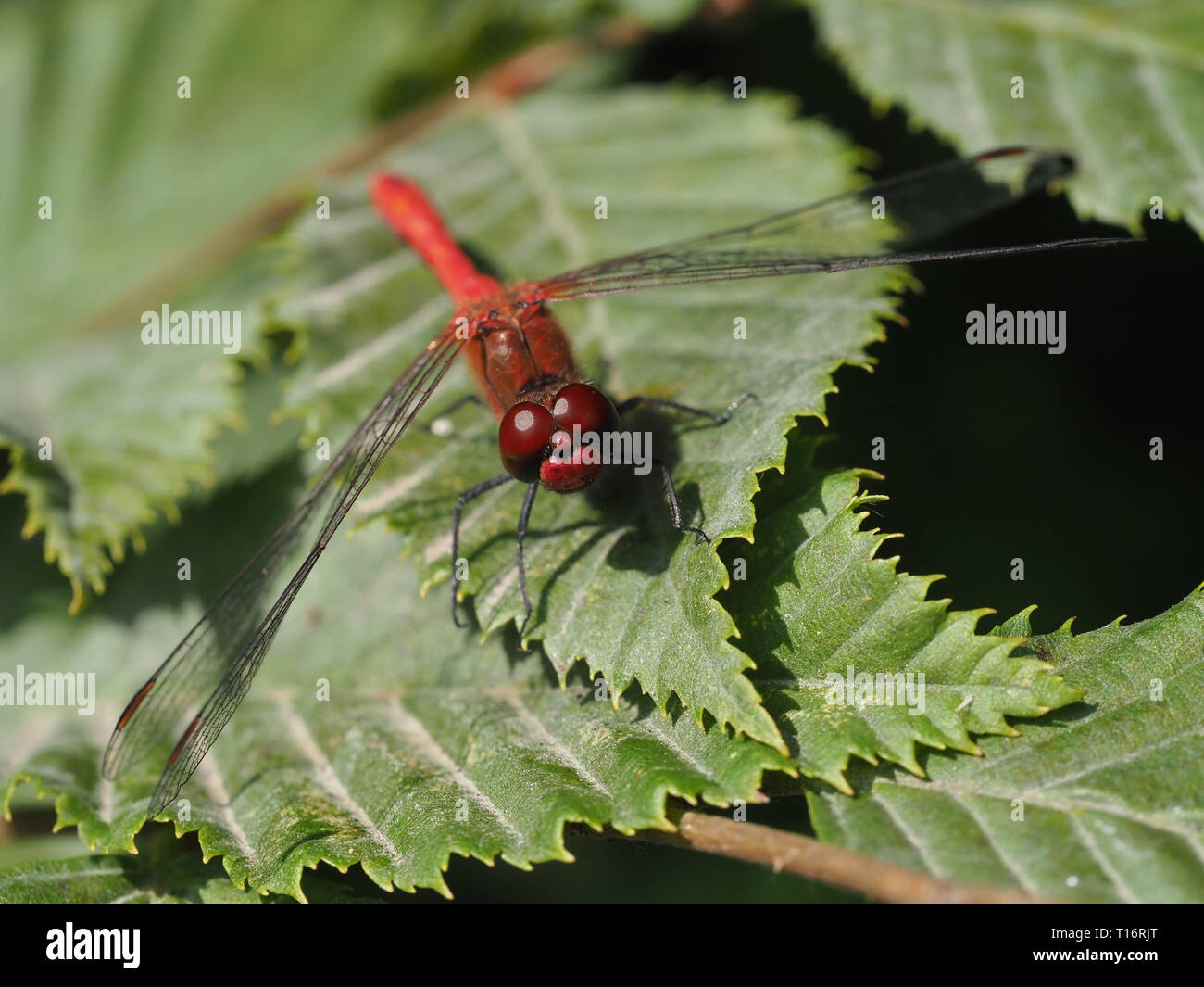 A red dragonfly, sitting on a leaf. Stock Photo