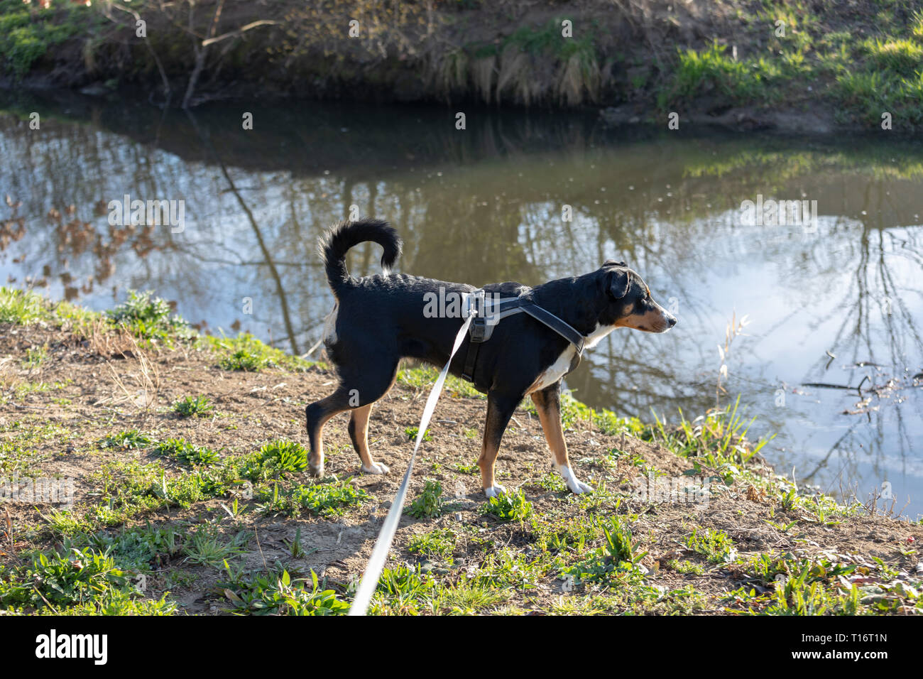 Adorable appenzeller mountain dog is standing on a lake in park Stock Photo