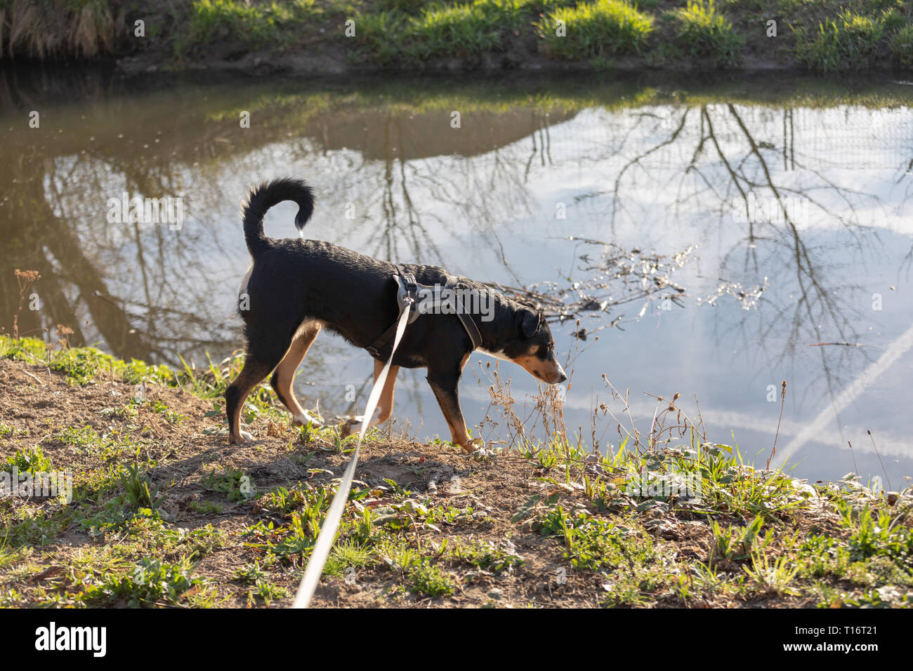 Adorable appenzeller mountain dog is standing on a lake in park Stock Photo