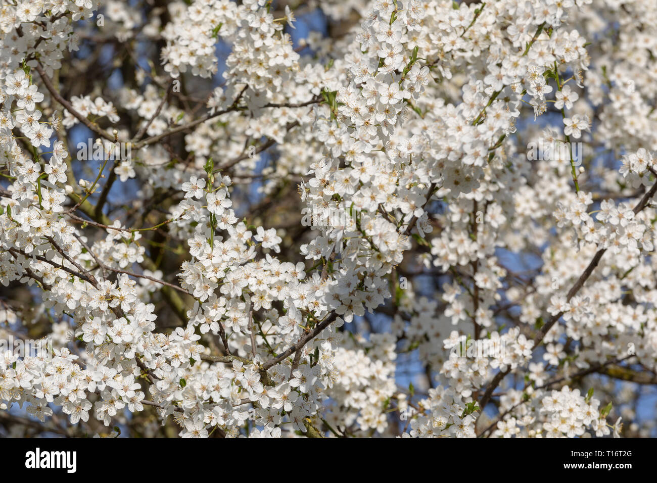 Background from branches of fruit trees with white flowers Stock Photo ...