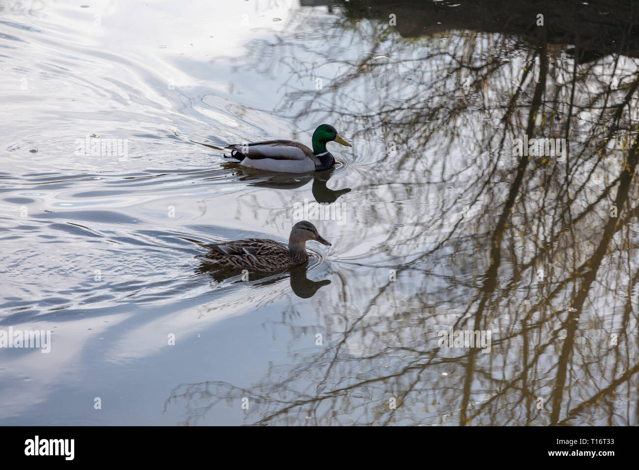 Male mallard follows female duck as they swim on water surface of small lake in spring Stock Photo
