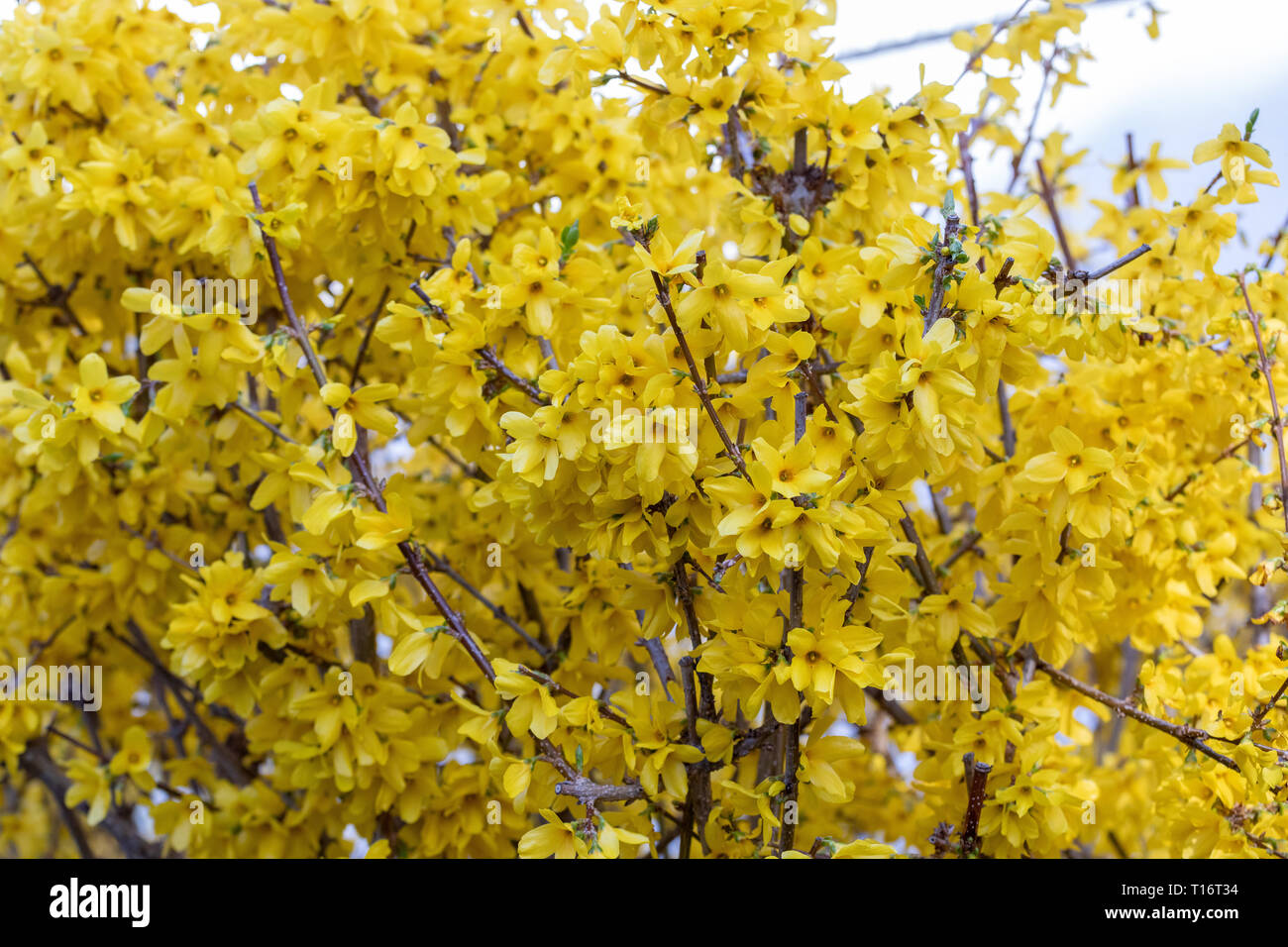 Ixora flower.Yellow spike flower. King Ixora blooming Stock Photo