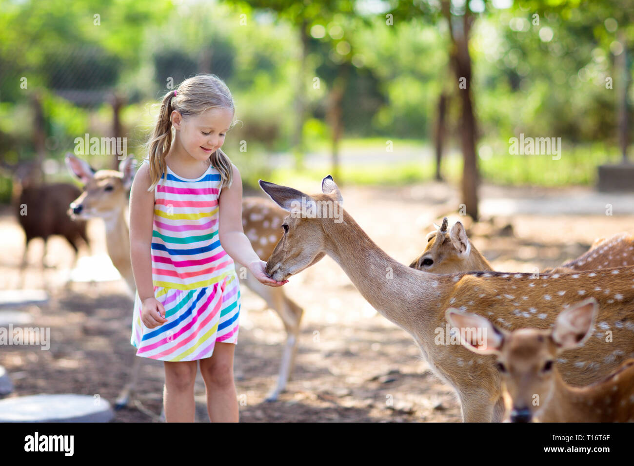 Child feeding wild deer at petting zoo. Kids feed animals at outdoor
