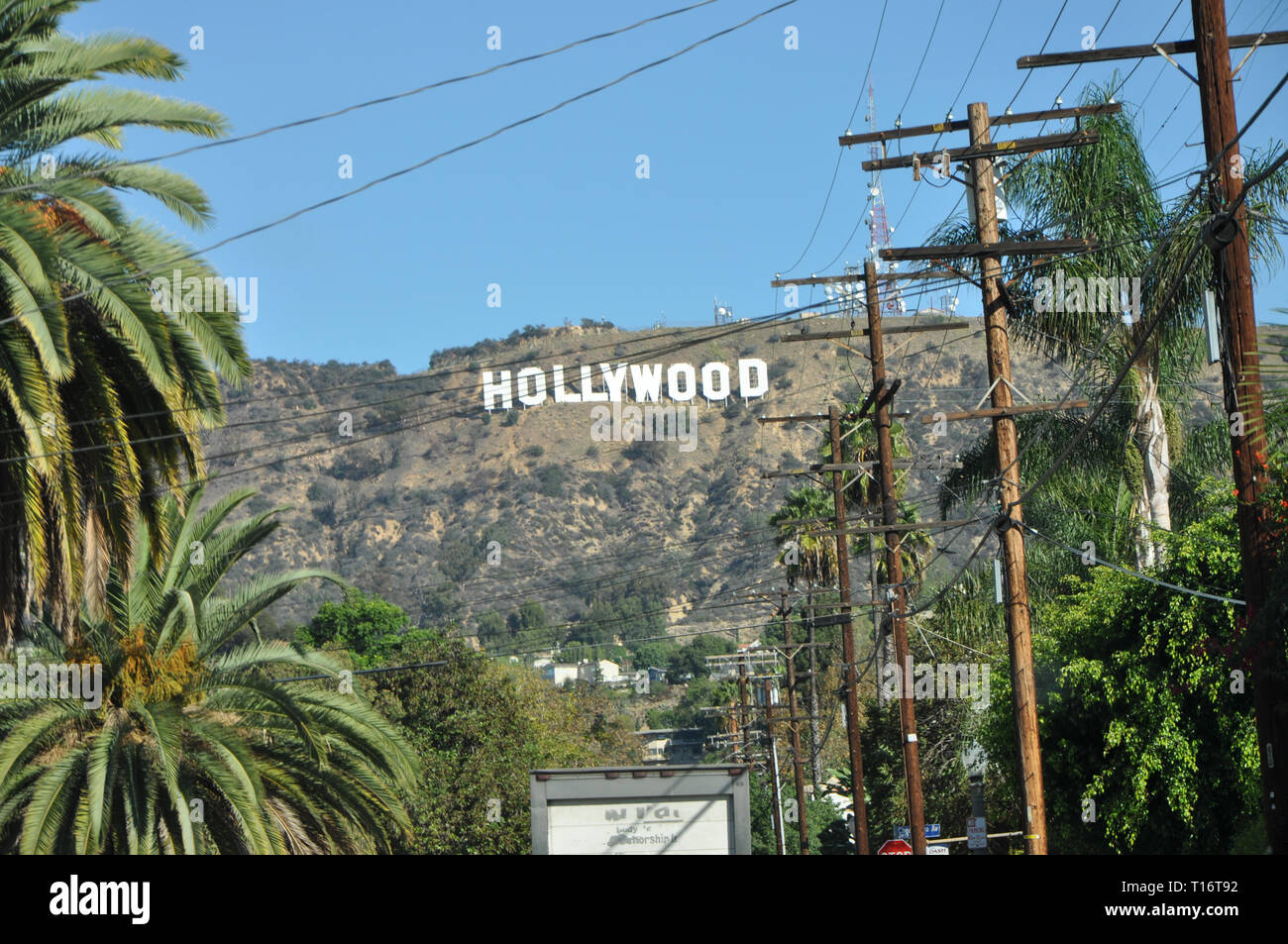 242 fotos de stock e banco de imagens de Hollywood Sign Palm Trees