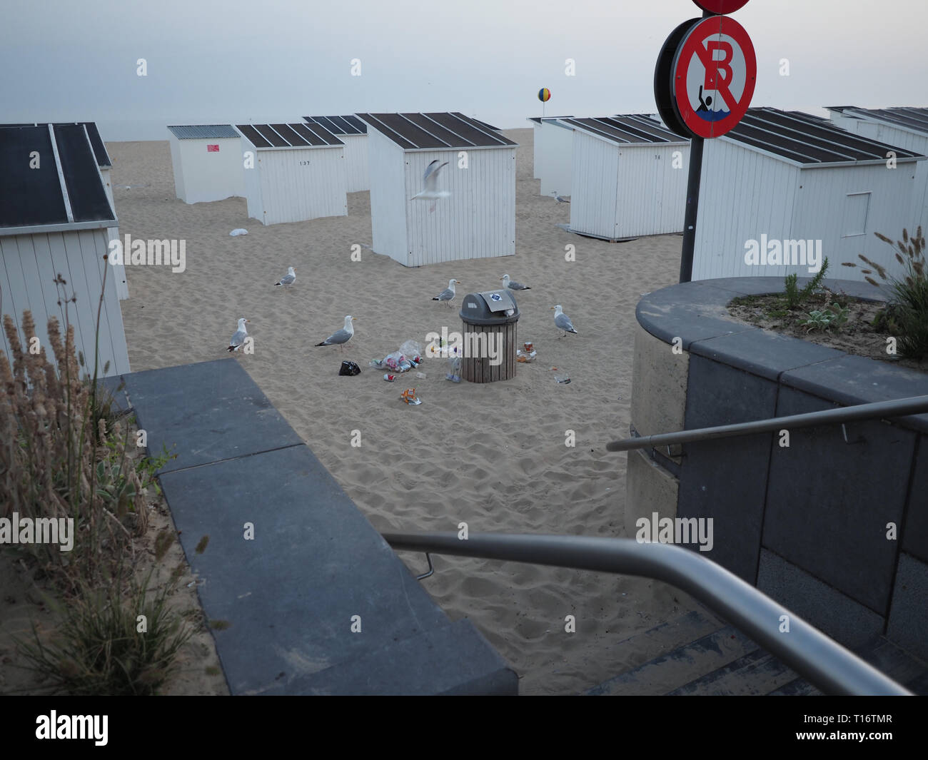 Ostend, Belgium - 7 August 2018: Gulls pick up food from a garbage bin on the beach of Ostend. Stock Photo