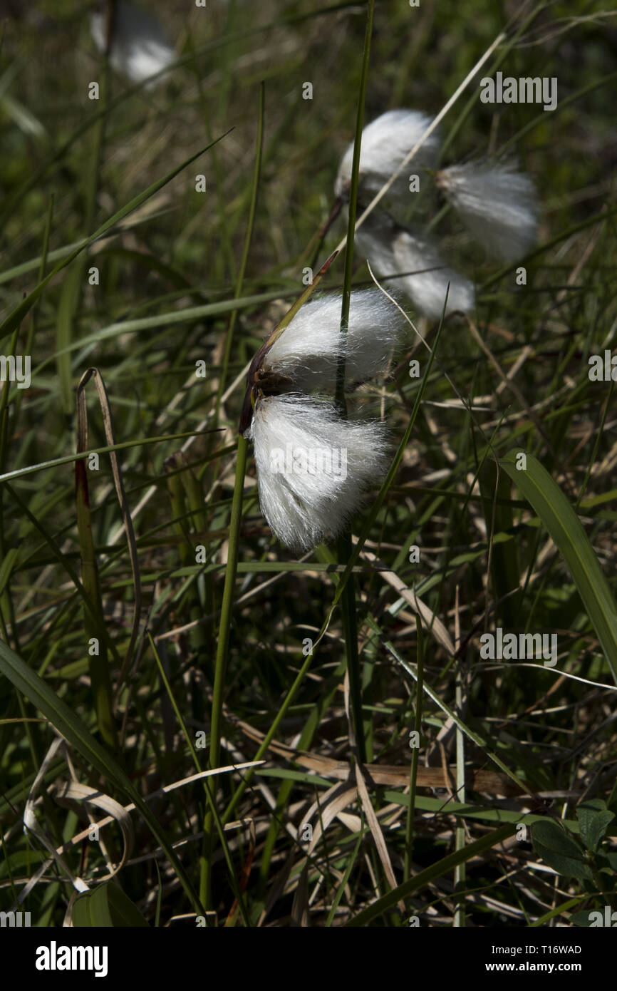 Common cottongrass is a widely distributed European sedge here