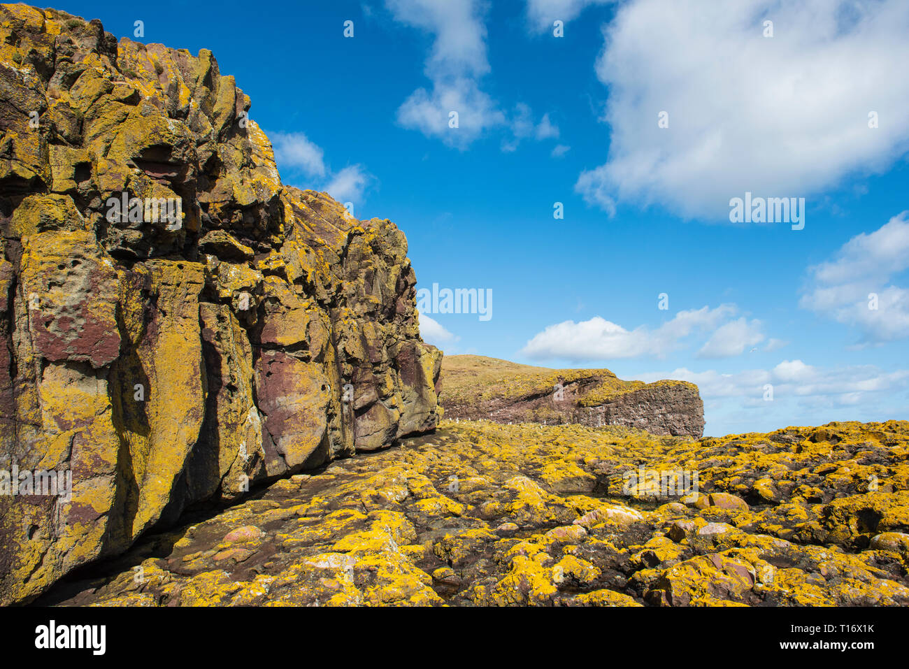 Shore lichen covered rocks and cliffs at RSPB Fowlsheugh Reserve, south of Stonehaven, Aberdeenshire,  Scotland. Stock Photo