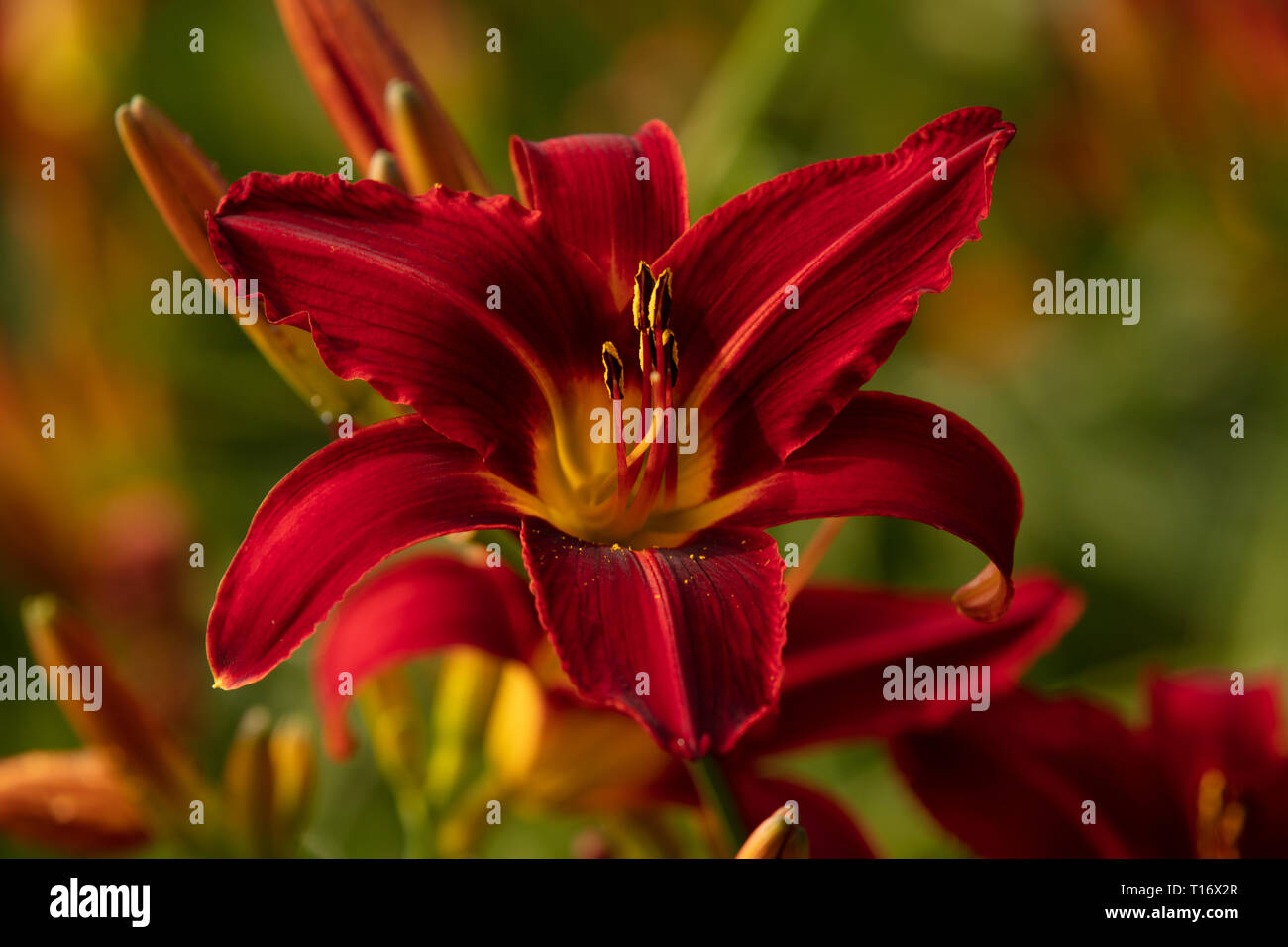 Hemerocallis Stafford or Day Lily, are deciduous perennial garden plants, with dark red flowers, yellow stripes and golden centre flowering in summer. Stock Photo