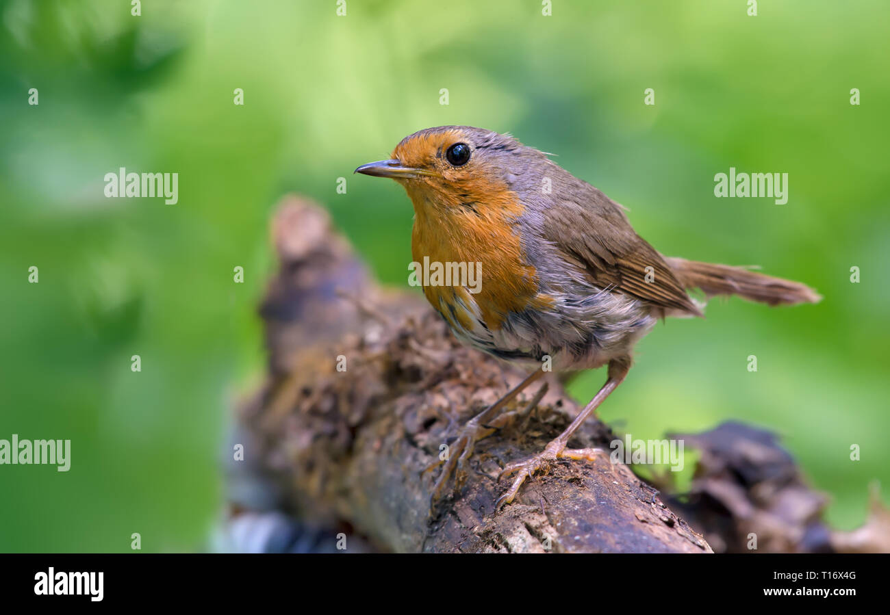 European robin posing on a dry stick Stock Photo