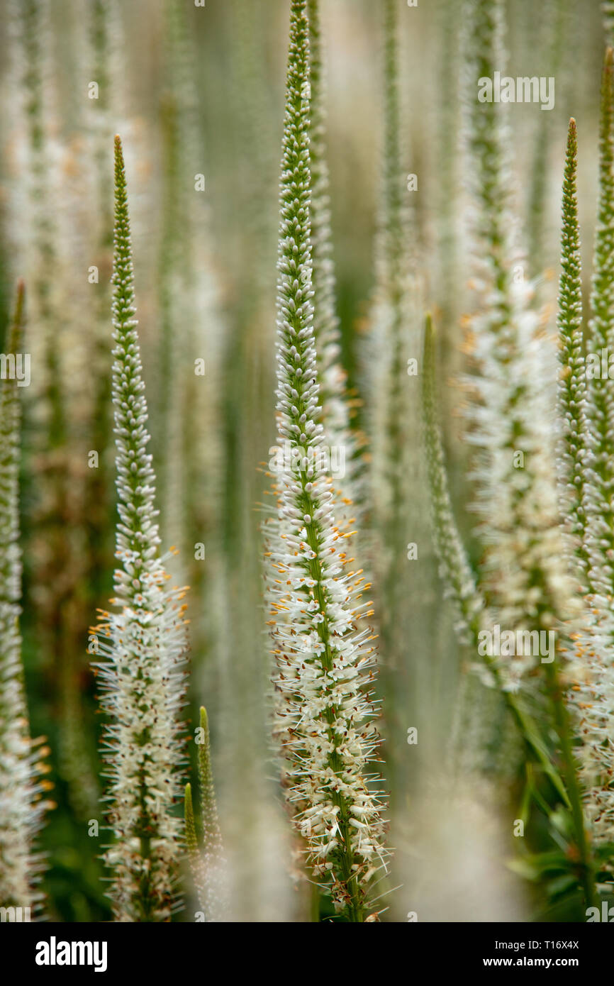 Veronicastrum virginicum Album is a native plant of the USA with long white flower spires, very much suitable as a garden plant in temperate climates. Stock Photo