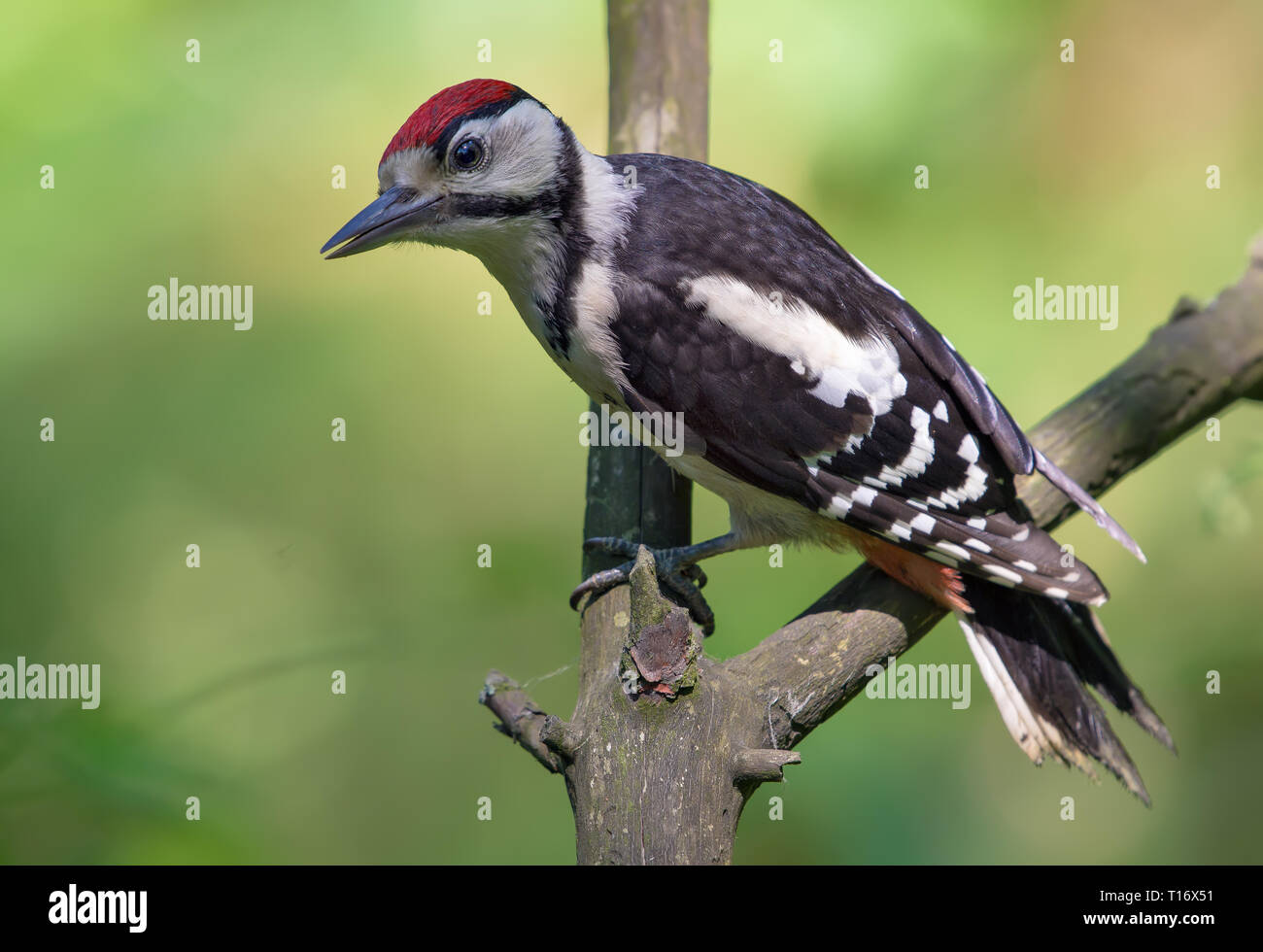 Young Great spotted woodpecker posing on a dry little branch Stock Photo