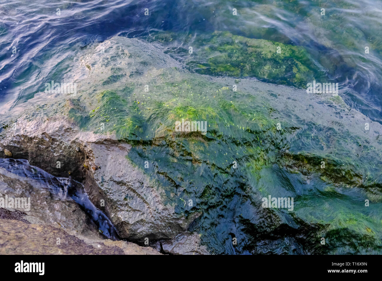 Detail shot of moss lichen ( Algae) on the wet rock at the sea shore Stock Photo