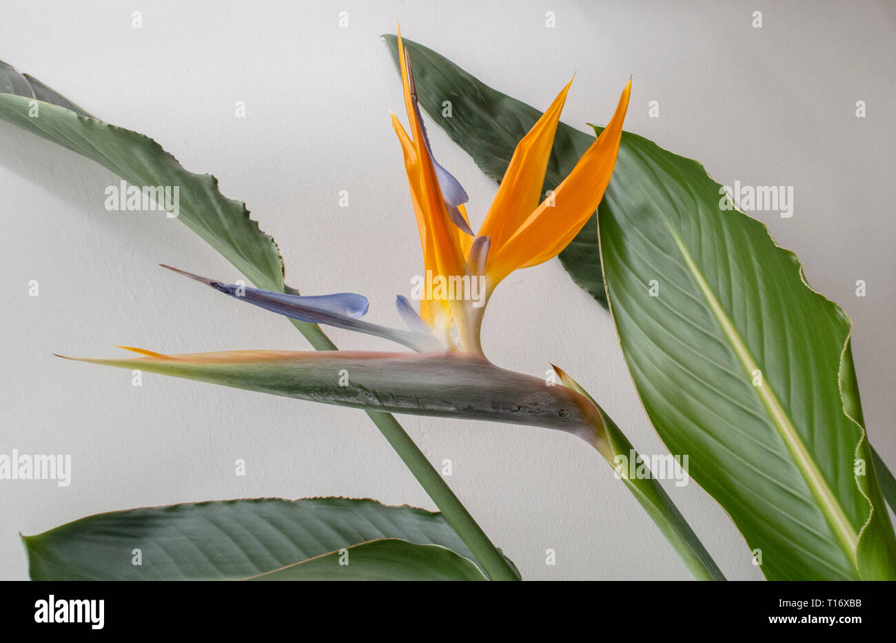 Strelitzia indoor plant in flower - bird of paradise flower. Stock Photo