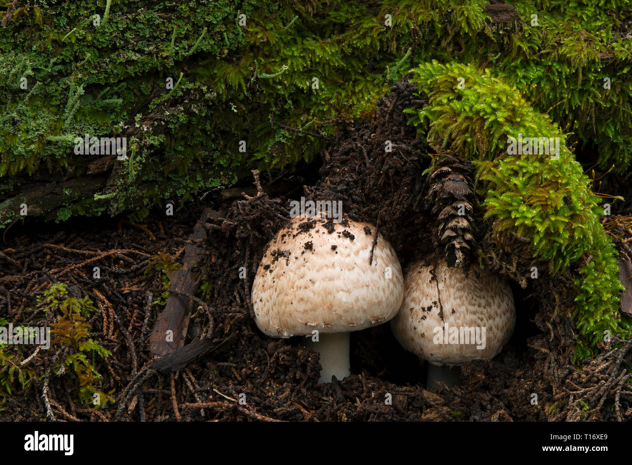 Scaly-capped agaricus mushrooms emerge from the duff on Mt. Tamalpais Stock Photo