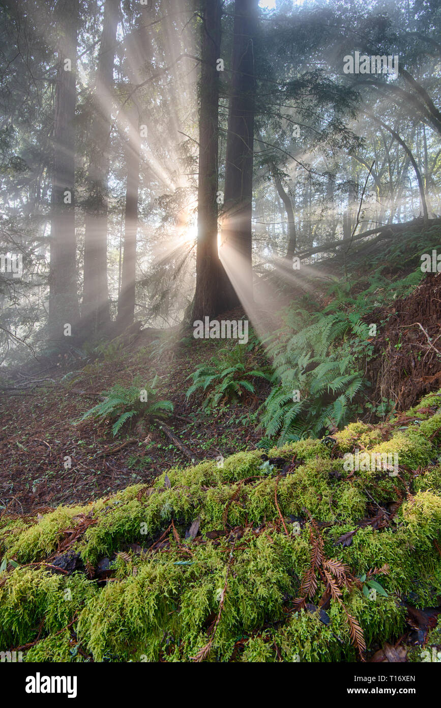 God beams blaze through the edge of a redwood forest on Mt. Tamalpais Stock Photo