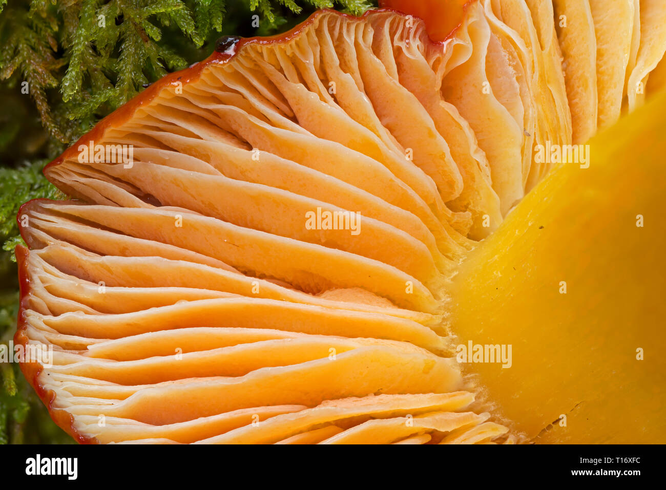 The gills of a scarlet waxy cap mushroom seem to glow from within Stock Photo