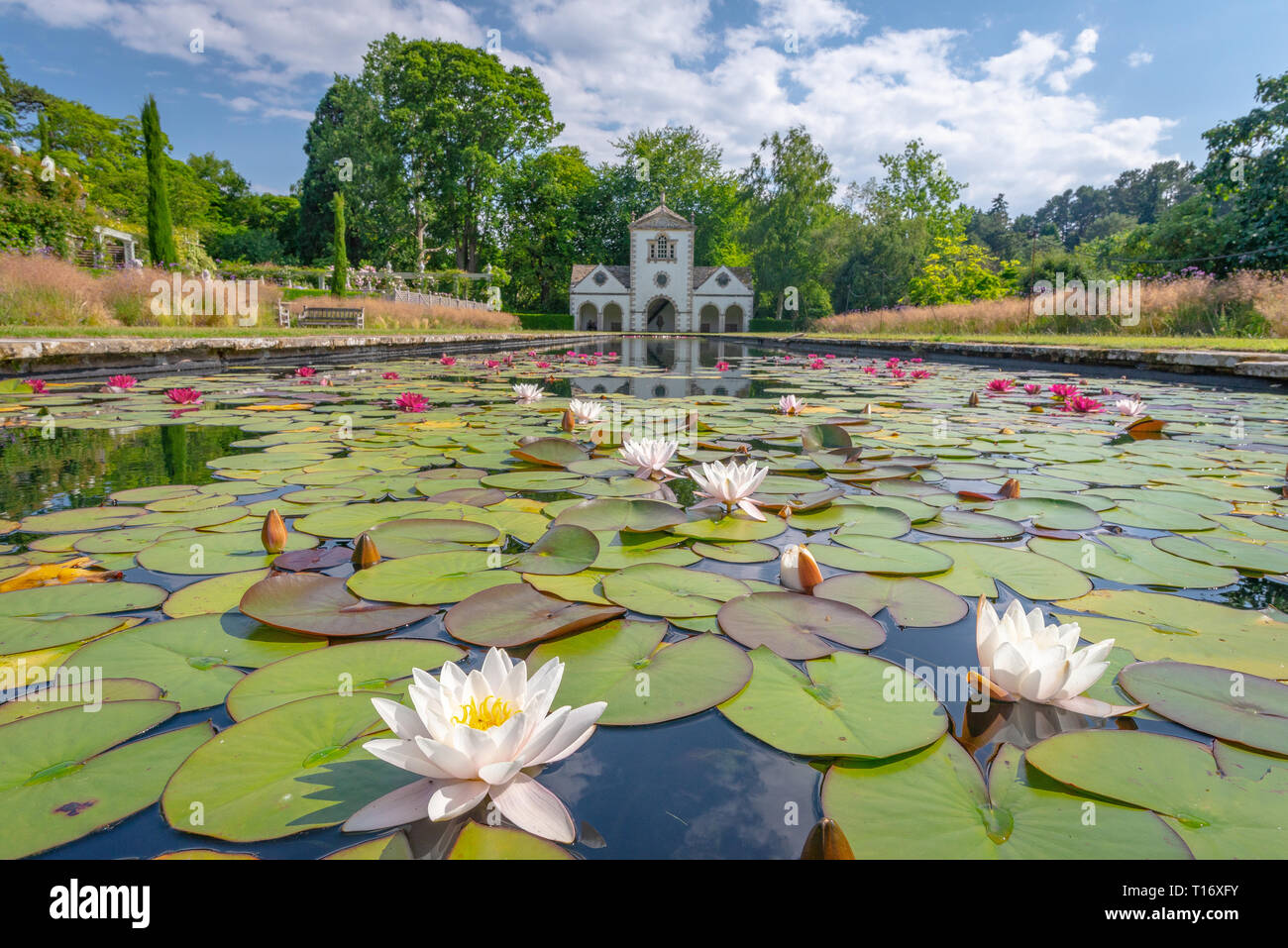 Pin Mill reflecting on a pond adorned with water lilies, Bodnant garden, Conwy, Wales, United Kingdom Stock Photo