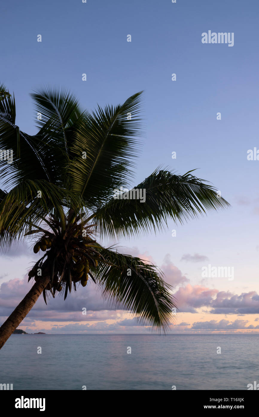 A palm tree at sunset on Anse Volbert, Praslin, the Seychelles Stock Photo