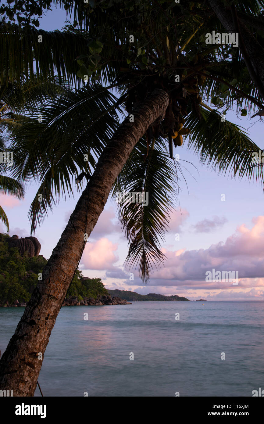 A palm tree at sunset on Anse Volbert, Praslin, the Seychelles Stock Photo