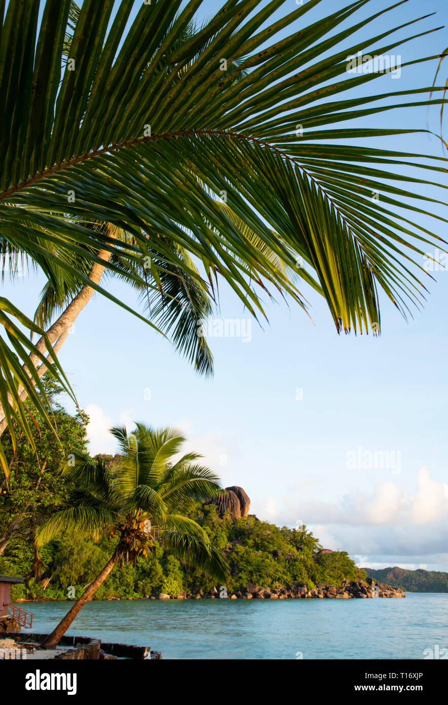 Palm trees at sunrise on Anse Volbert, Praslin, the Seychelles Stock Photo