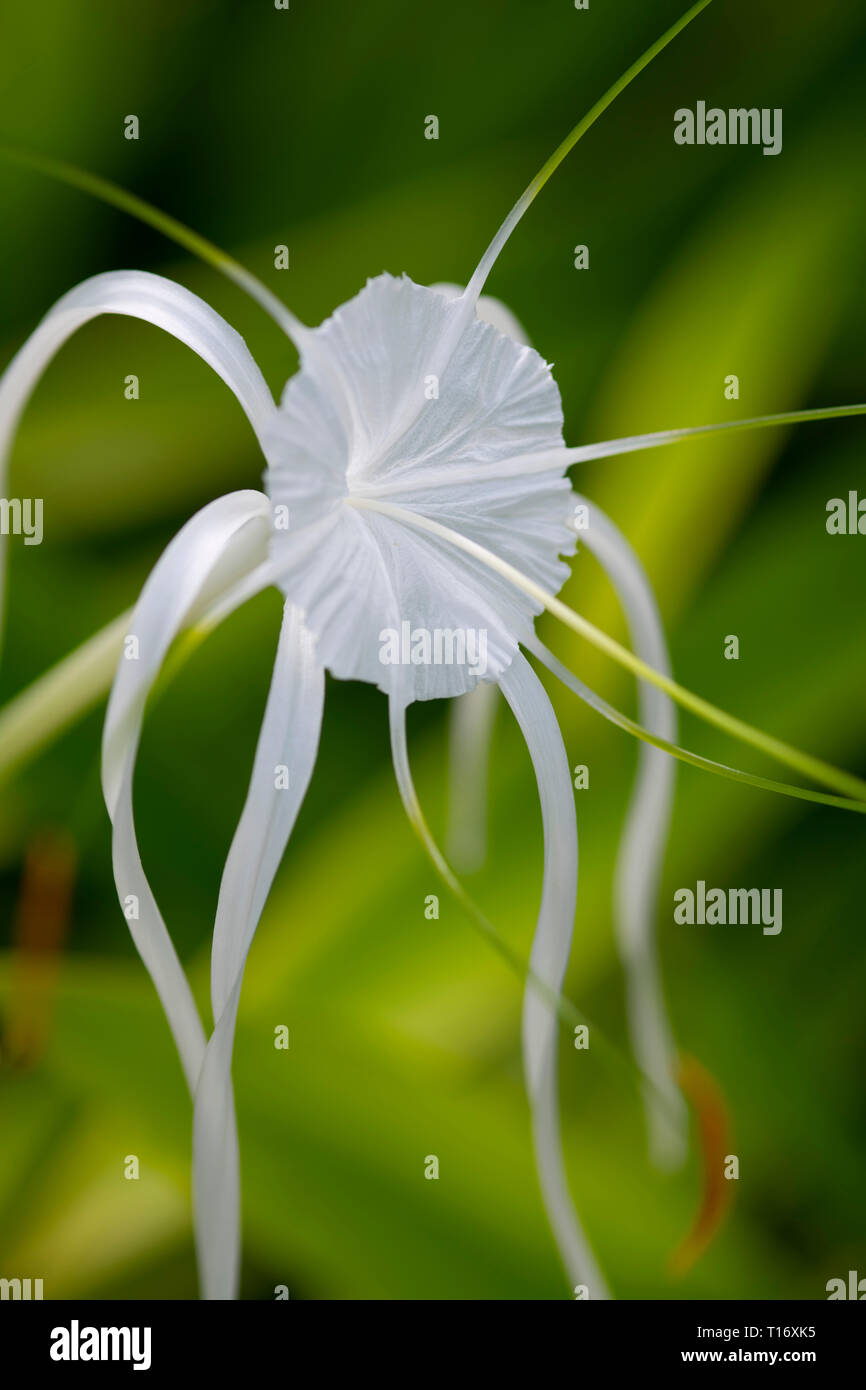 A close-up of Ismene Festalis (White Spider Lily) on Praslin, the Seychelles Stock Photo