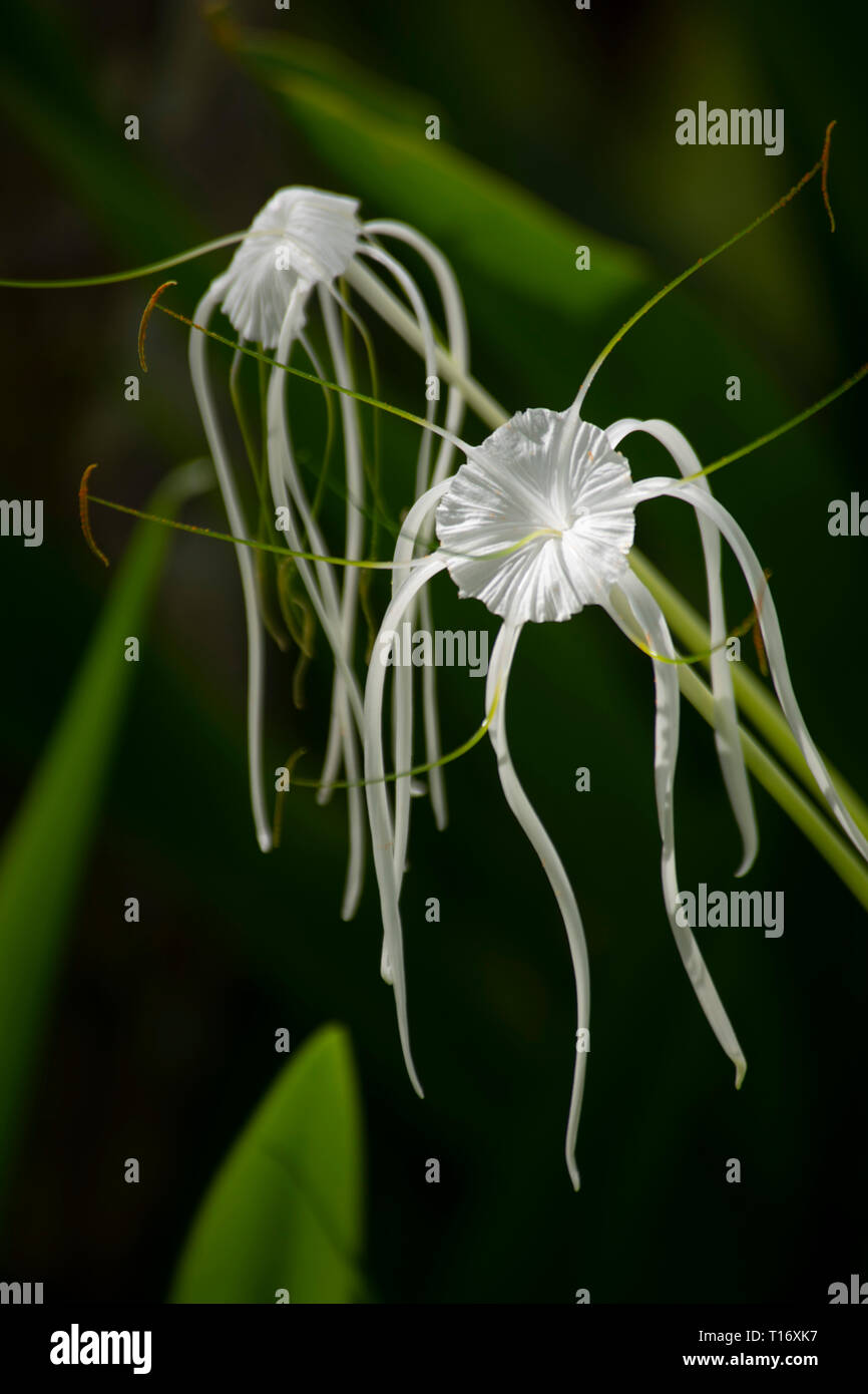 Ismene Festalis (White Spider Lily) on Praslin, the Seychelles Stock Photo