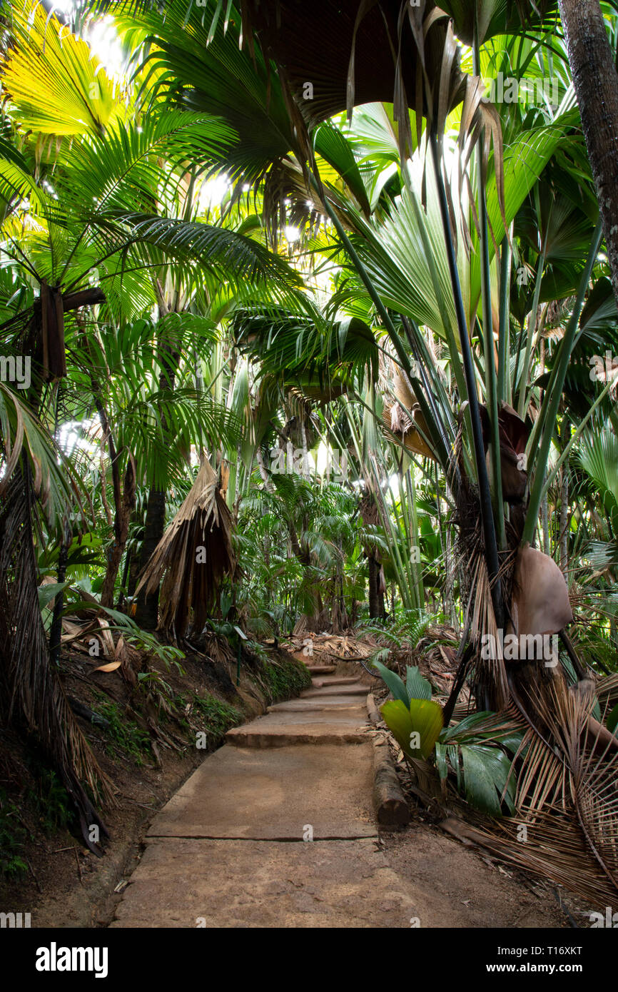 Exotic forest path hi-res stock photography and images - Alamy