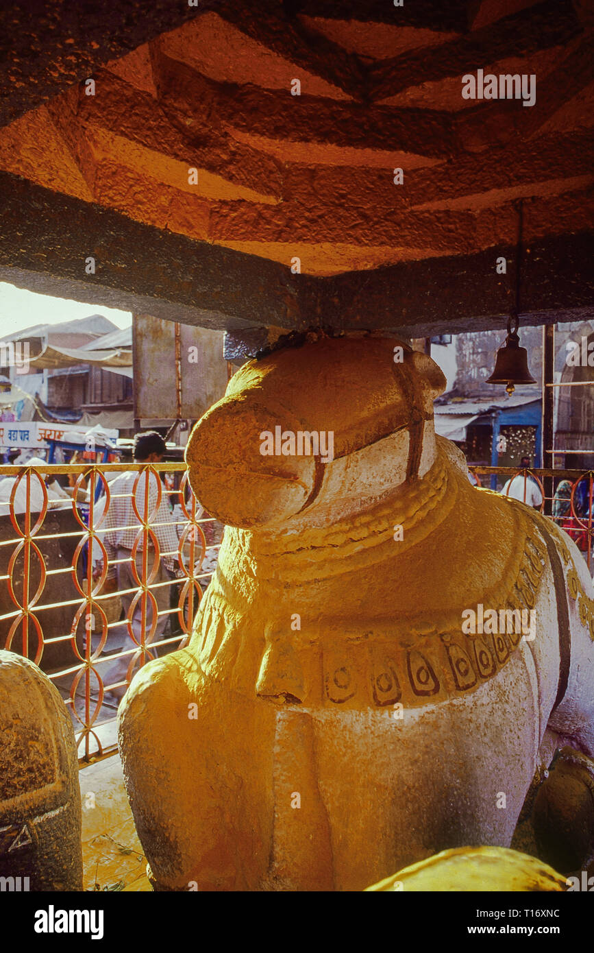 02-02-2001- devotees throwing yellow turmeric onNandi statue. at Khandoba Temple, Jejuri, Maharashtra, India Stock Photo