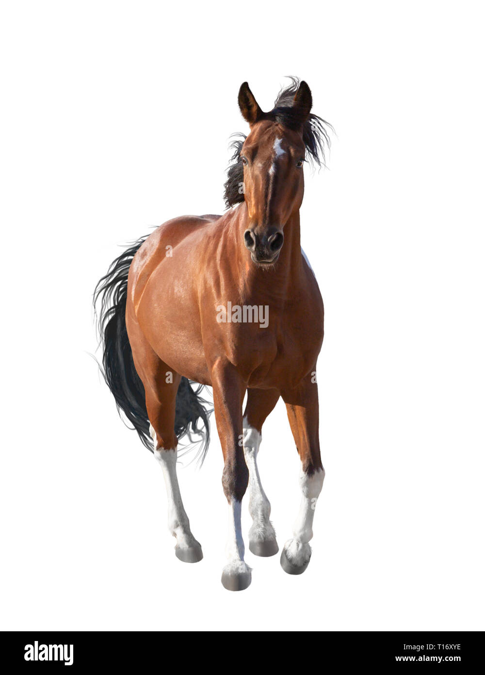 Red horse with white legs runs forward isolated on white background ...