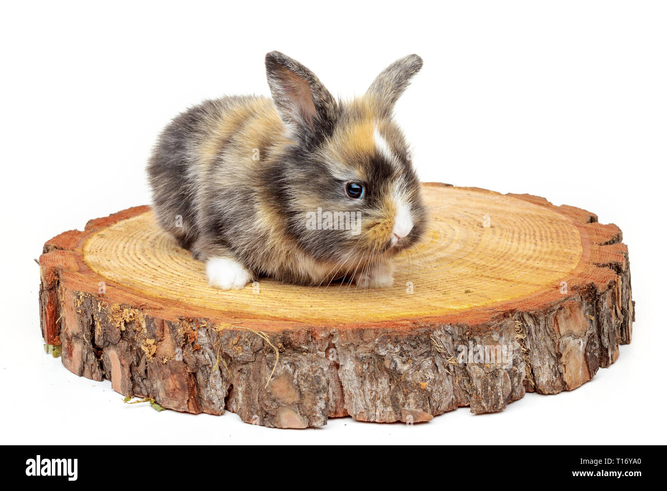 Rabbit on the grass Cut Out Stock Images & Pictures - Alamy
