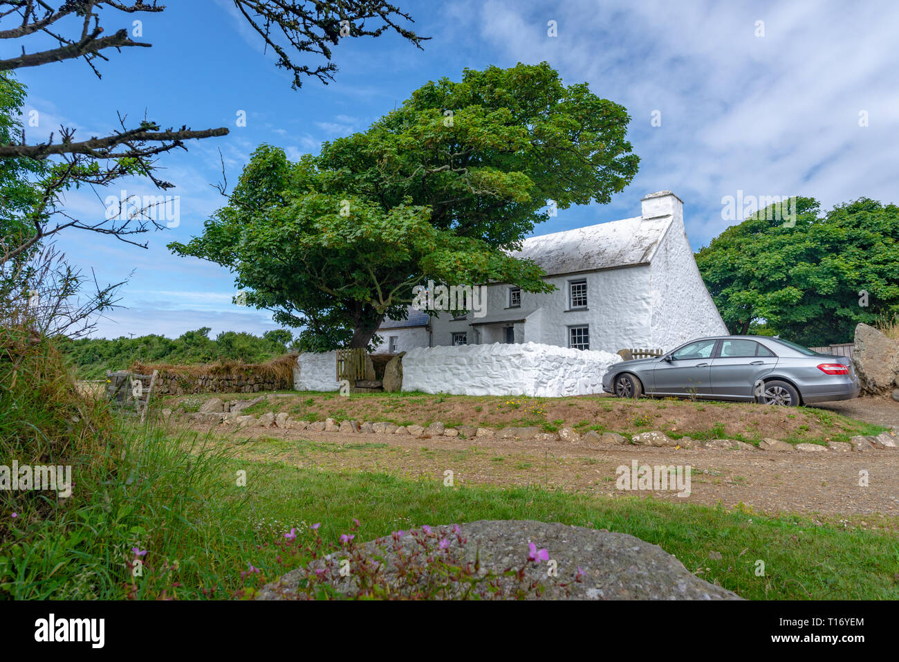 Typical white traditional country house protected by an old oak in Pembrokeshire Coast National Park, Wales, United Kingdom Stock Photo