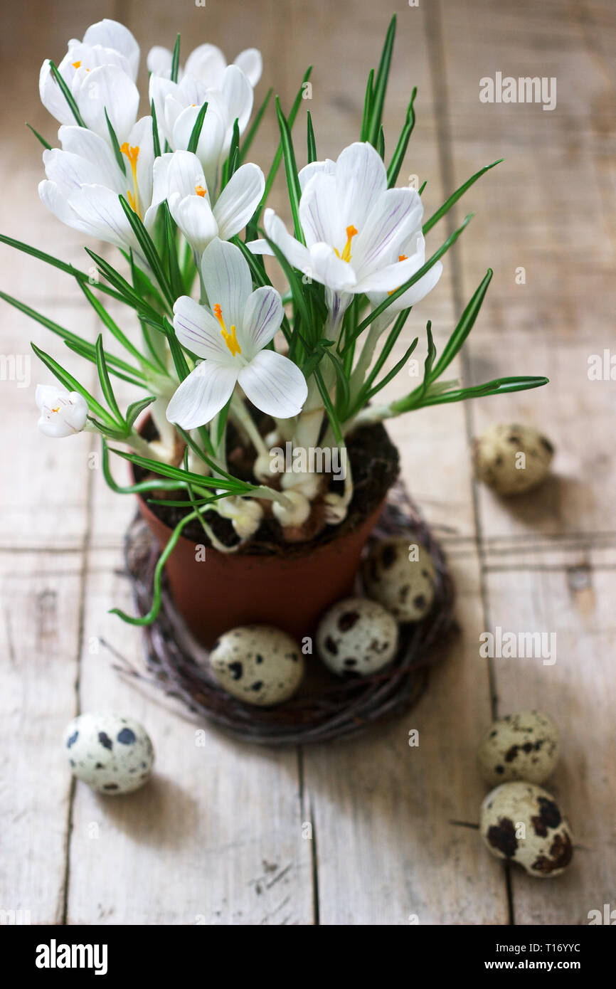 Spring or Easter composition of crocuses and quail eggs. Rustic style. Stock Photo
