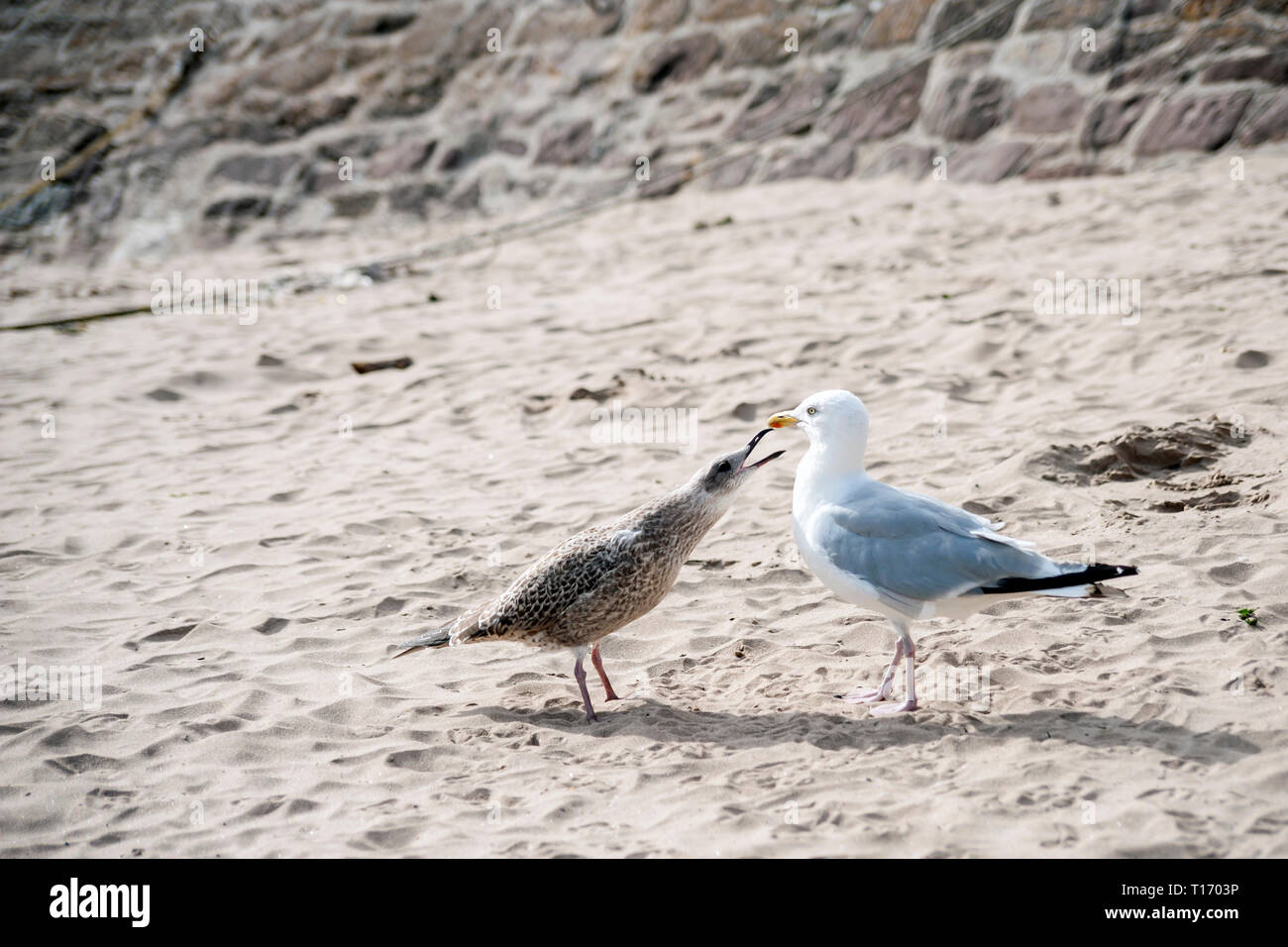 Juvenile herring gull, Laras argentatus demanding food on sandy beach ...