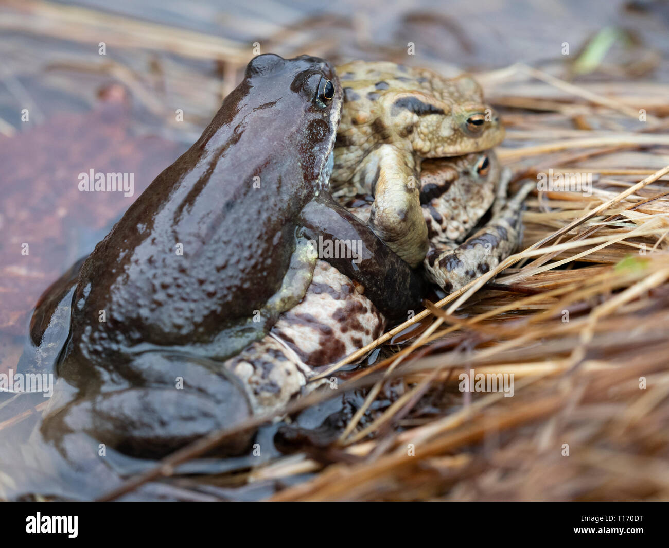 Triple Amplexus of two Common Toads and a Common Frog in a woodland