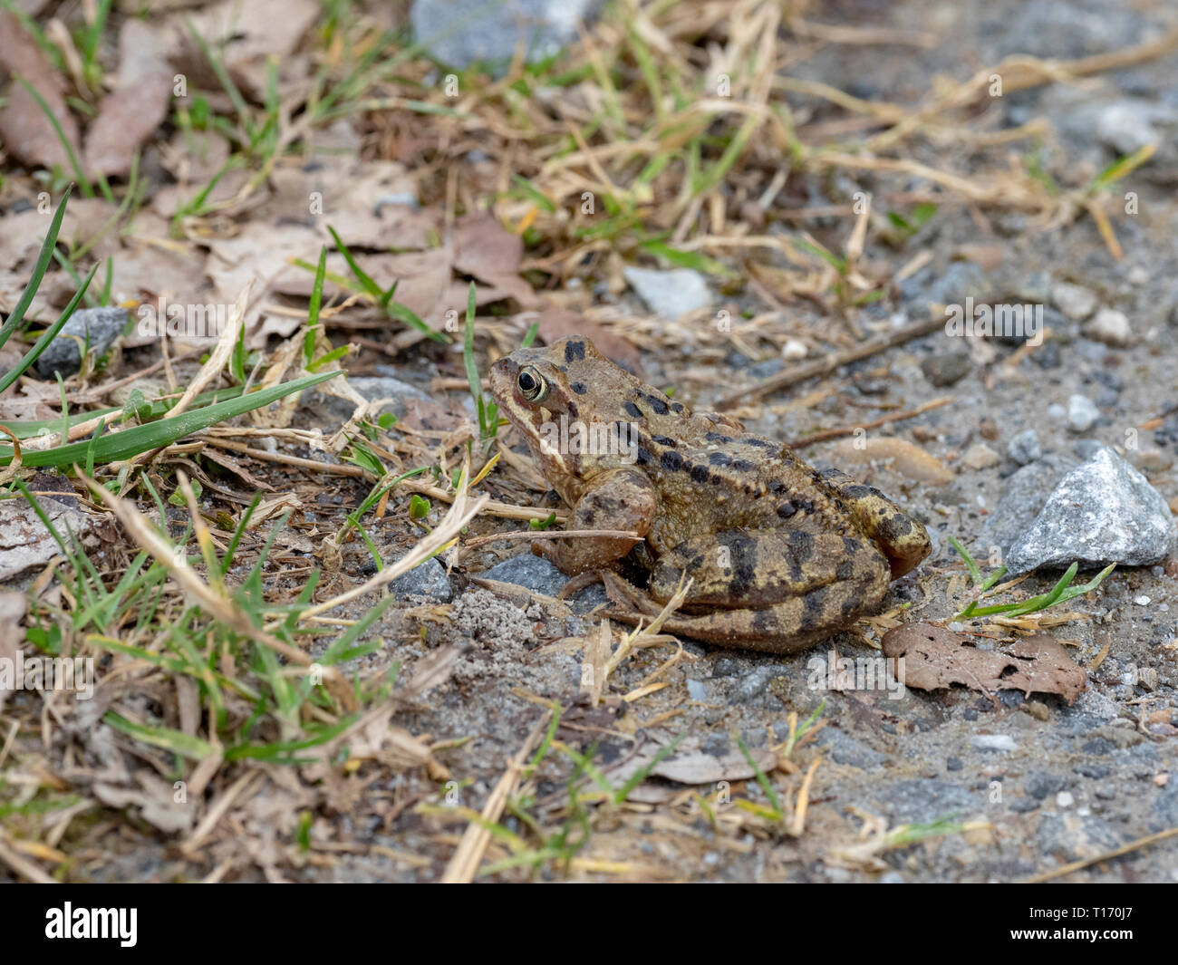 Common Toad on a roadside, UK Stock Photo