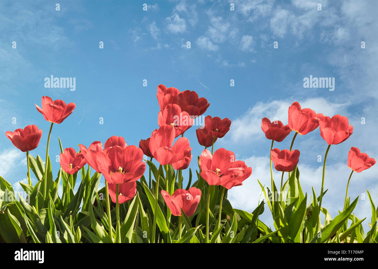 Red tulip with green sheet grow on flowerbed on background blue sky Stock Photo