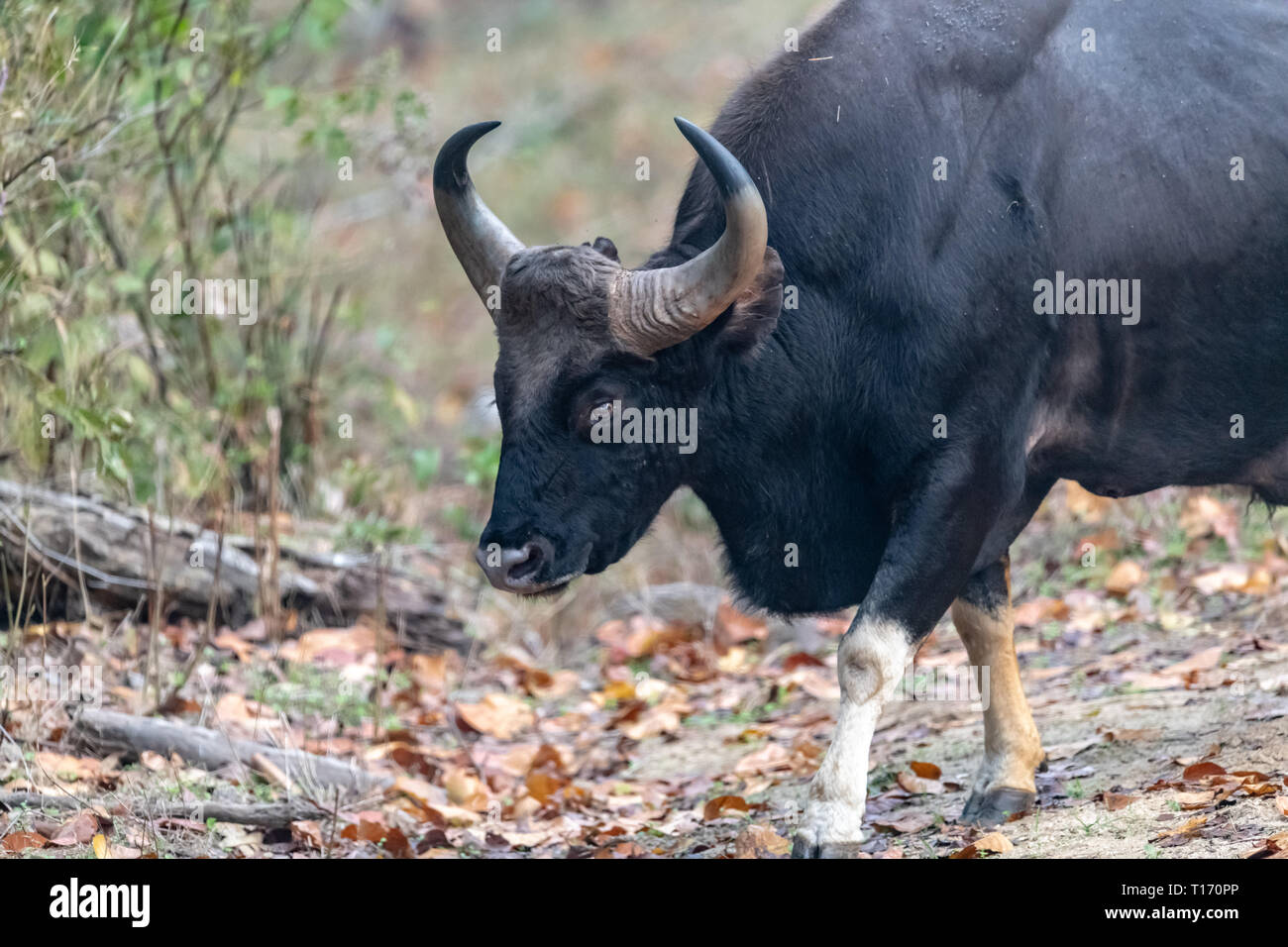 Gaur Bos Gaurus Is Also Known As The Indian Bison And Is Considered Sacred And Also Vulnerable On The Iucn Red List Stock Photo Alamy