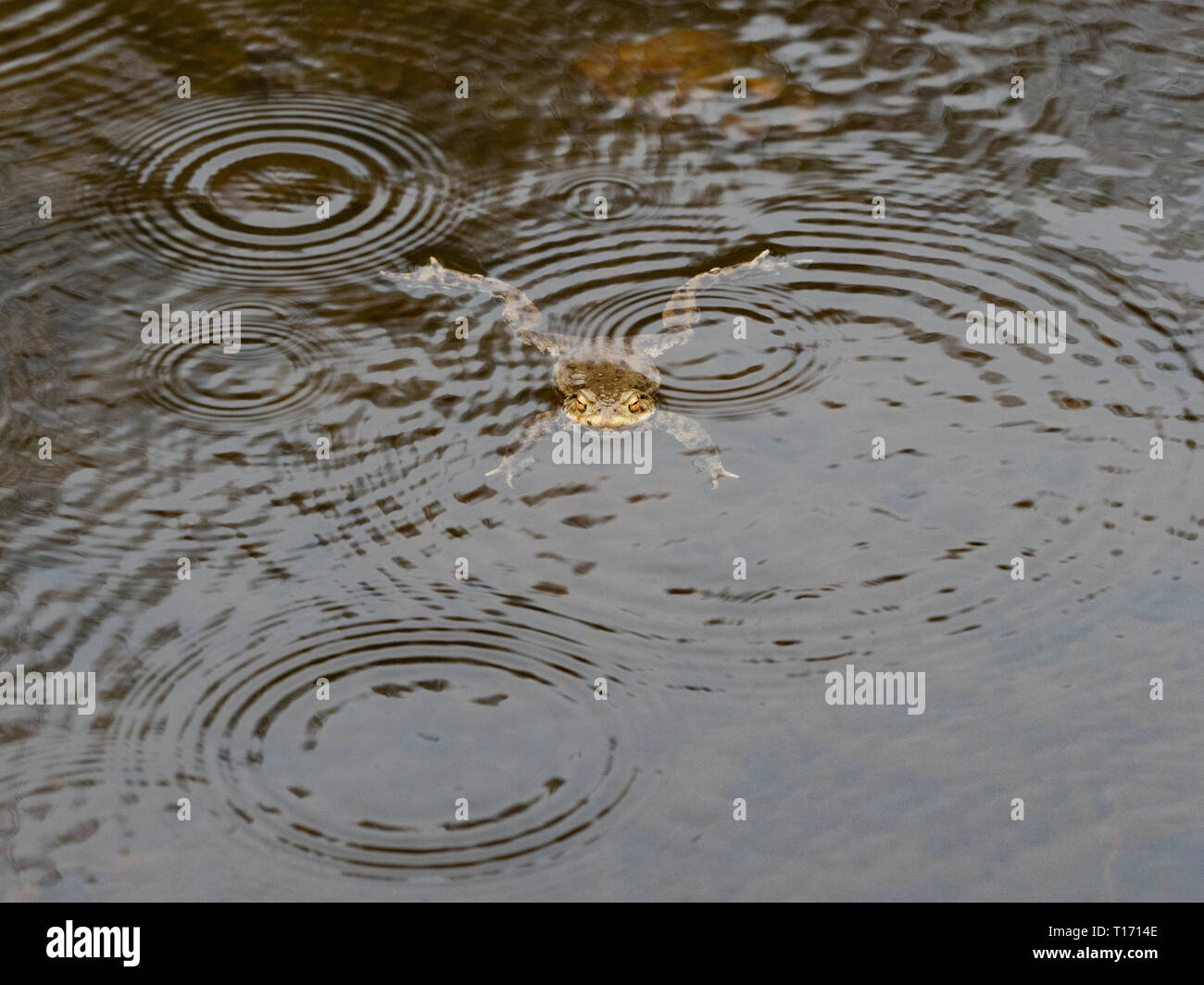 Common Toad swimming in a woodland pond, UK Stock Photo