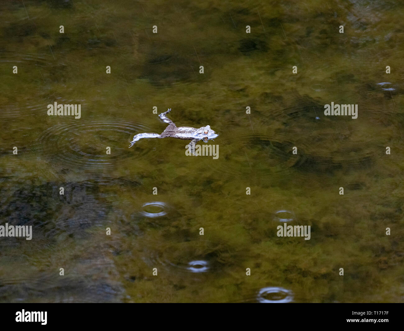 Common Toad swimming in a woodland pond, UK Stock Photo