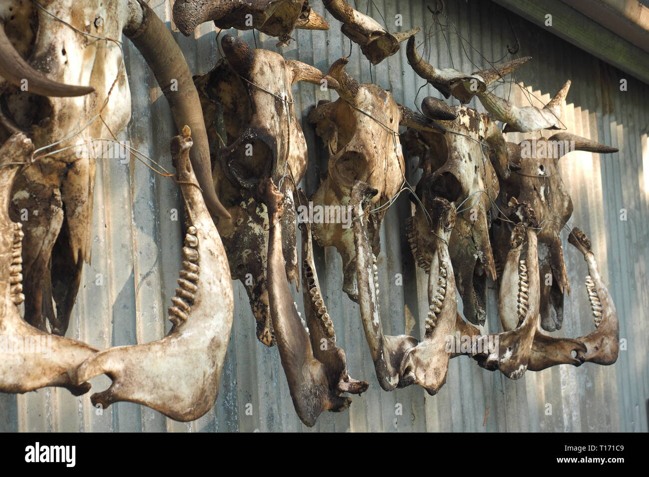 Skulls of cows hanging on a shed wall. The gruesome scene shows cow or bull skulls hanging out to dry after the meat and skin has been removed. Stock Photo