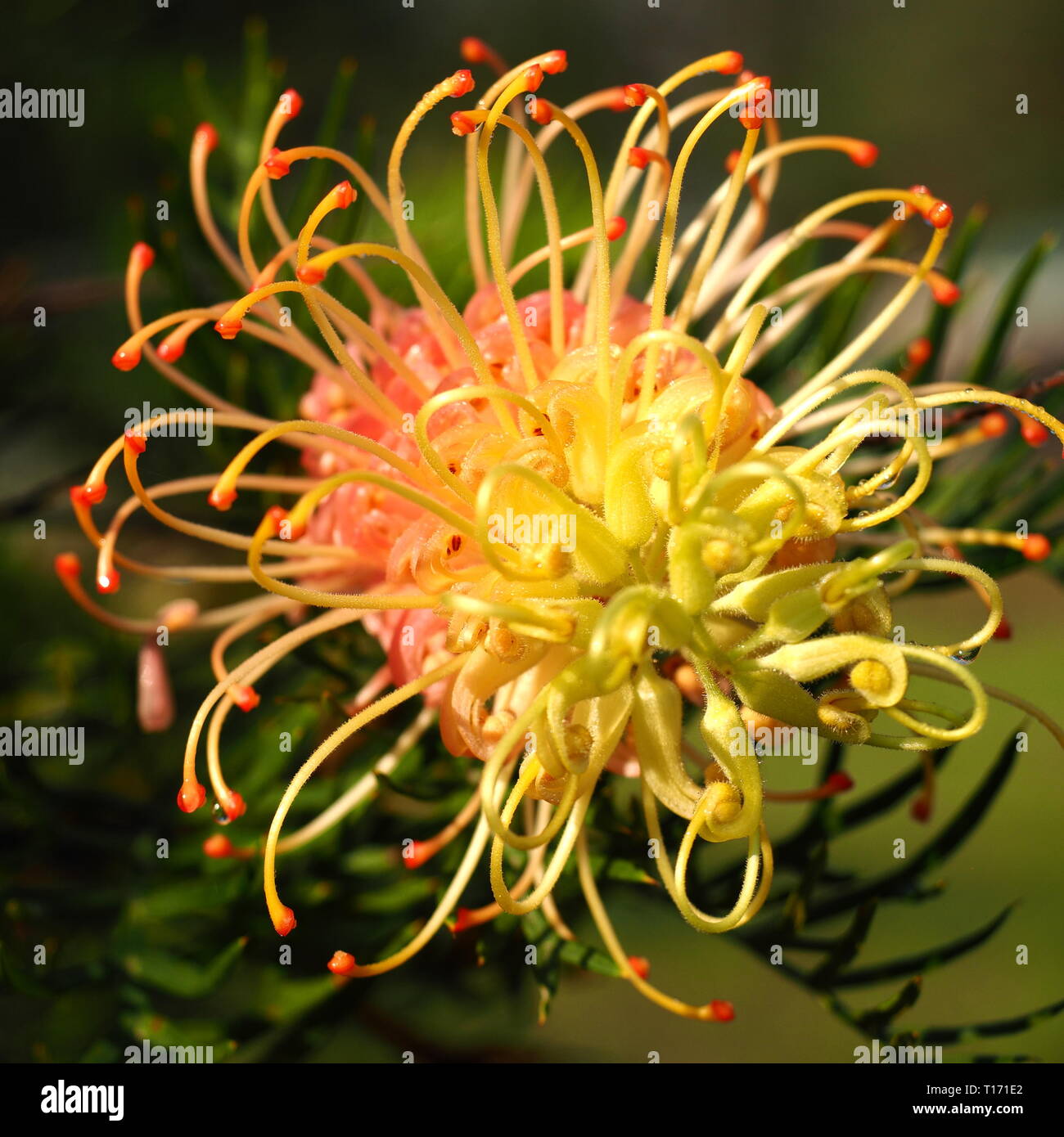 Grevillea flowers. Yellow and pink petals of the Australian native Grevillea plant in flower. Wild birds are attracted to these flowers. Stock Photo